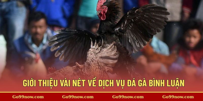 Giới thiệu vài nét về dịch vụ đá gà bình luận